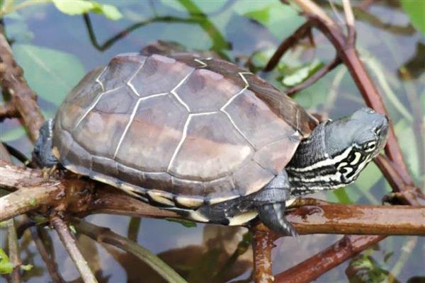 乌龟肺炎会传染吗，乌龟肺炎是会传染的