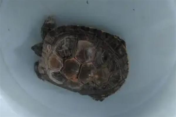 乌龟肺炎会传染吗，乌龟肺炎是会传染的