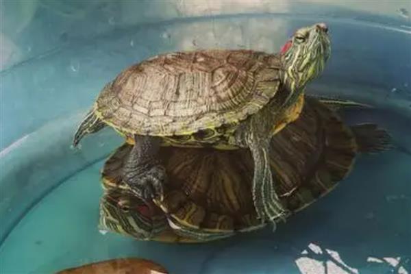 乌龟肺炎会传染吗，乌龟肺炎是会传染的