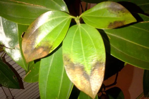 平安树叶子发黑的解决方式，可能是浇水不当或光照不当所致