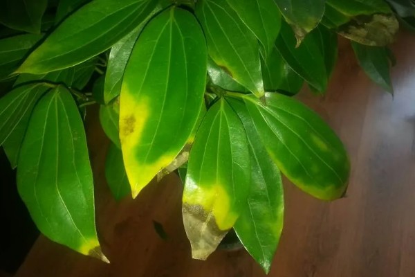 平安树叶子发黑的解决方式，可能是浇水不当或光照不当所致