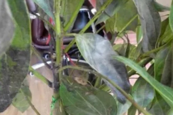 平安树叶子发黑的解决方式，可能是浇水不当或光照不当所致