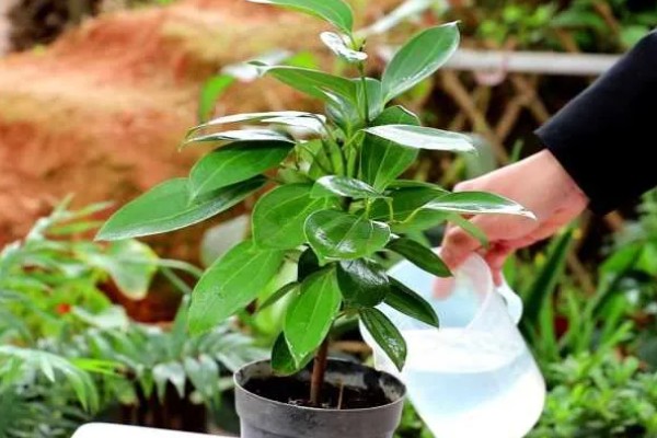 平安树叶子发黑的解决方式，可能是浇水不当或光照不当所致