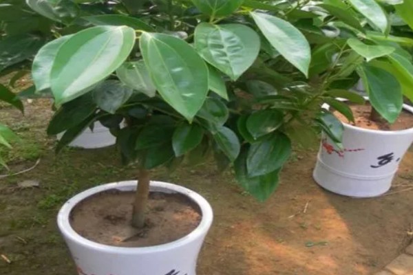 平安树叶子发黑的解决方式，可能是浇水不当或光照不当所致