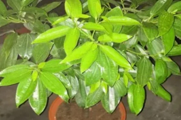 平安树叶子发黑的解决方式，可能是浇水不当或光照不当所致