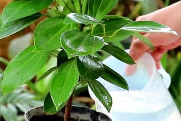 平安树叶子发黑的解决方式，可能是浇水不当或光照不当所致