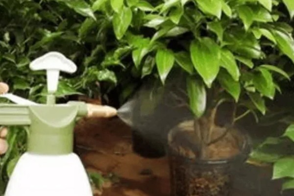 平安树叶子发黑的解决方式，可能是浇水不当或光照不当所致