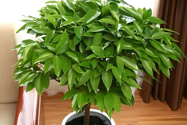 平安树叶子发黑的解决方式，可能是浇水不当或光照不当所致