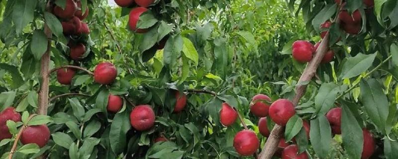 油桃成熟期适合喷什么叶面肥，以钾肥、铁肥、锌肥等肥料为宜