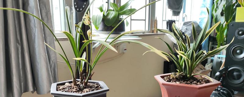 兰花变黄如何挽救，要保证充足的阳光照射