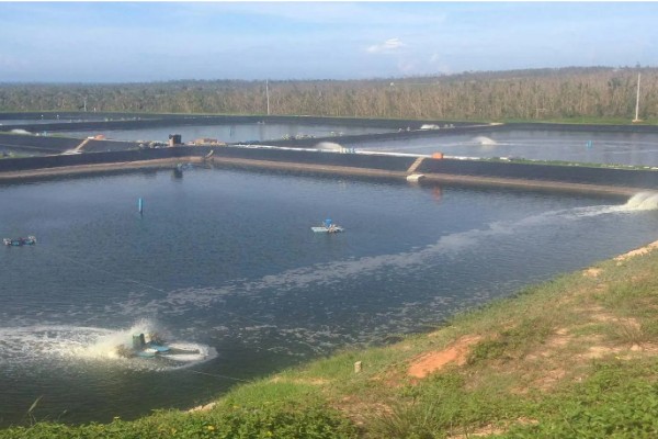 池塘养鱼的条件,形状以长方形为宜