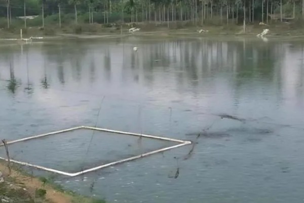 池塘养鱼的条件,形状以长方形为宜