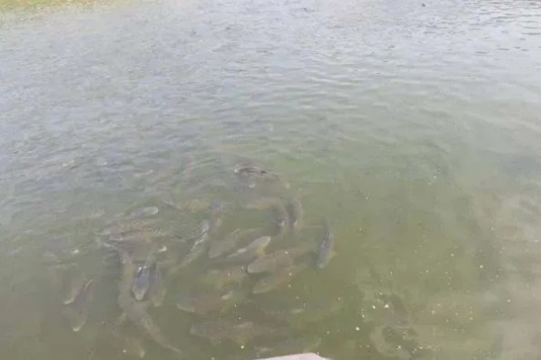 池塘养鱼的条件,形状以长方形为宜