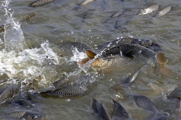 池塘养鱼的条件,形状以长方形为宜
