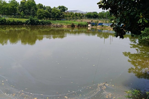 池塘养鱼的条件,形状以长方形为宜