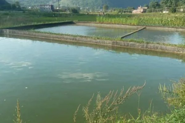 池塘养鱼的条件,形状以长方形为宜