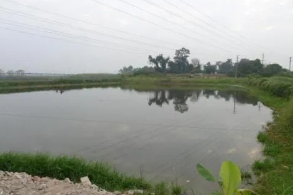 池塘养鱼的条件,形状以长方形为宜