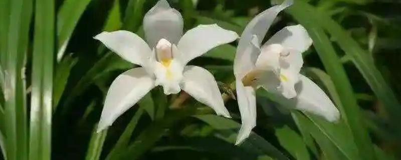 独占春的养殖方法，喜欢湿润的环境