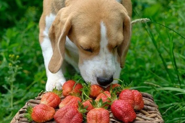 狗狗能吃草莓吗，可以吃但不能多吃