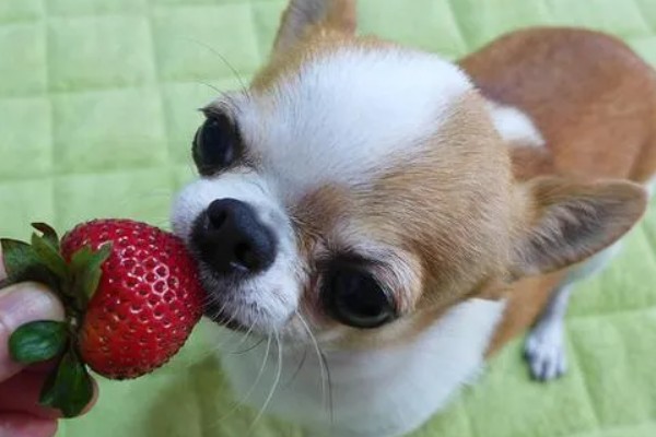 狗狗能吃草莓吗，可以吃但不能多吃