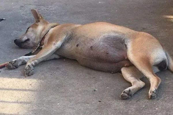 狗狗能吃草莓吗，可以吃但不能多吃