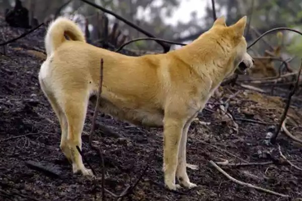 狗狗能吃草莓吗，可以吃但不能多吃