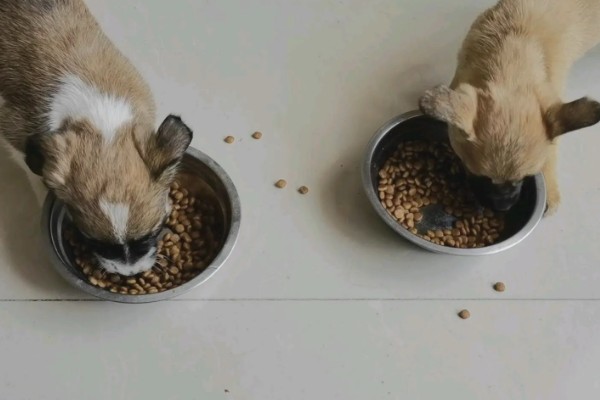 狗狗能吃草莓吗，可以吃但不能多吃