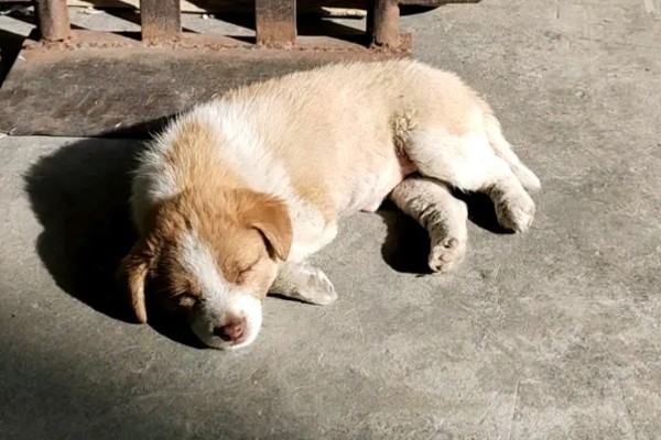 狗狗能吃草莓吗，可以吃但不能多吃