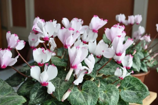 仙鹤来夏季会不会休眠，气温持续高于35℃且日照强烈时进入休眠状态