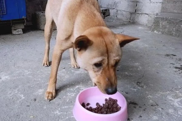 狗狗能吃草莓吗，可以吃但不能多吃