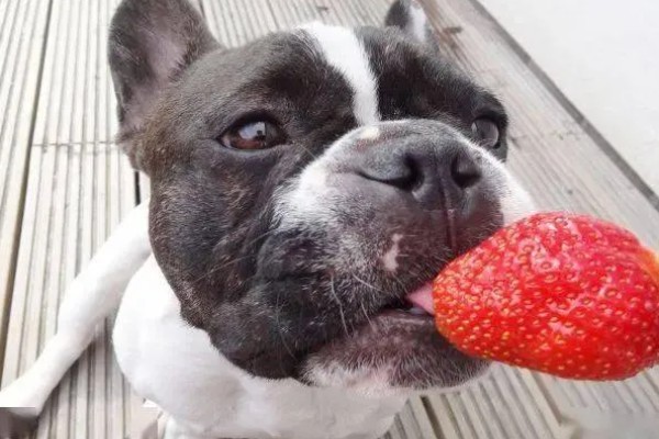 狗狗能吃草莓吗，可以吃但不能多吃