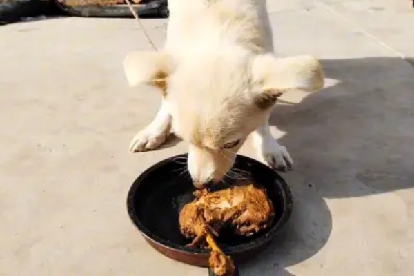 狗狗能吃草莓吗，可以吃但不能多吃