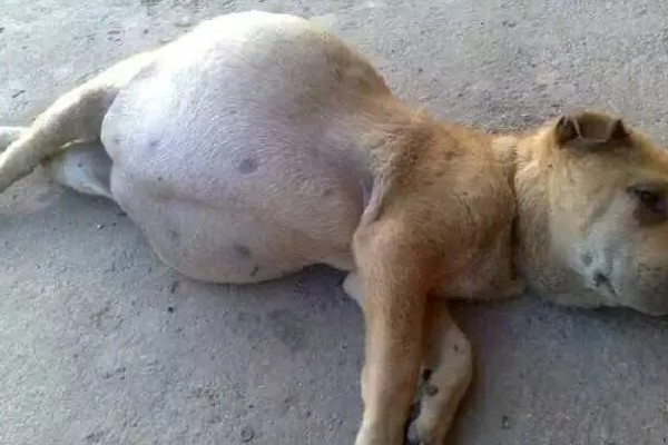 狗狗能吃草莓吗，可以吃但不能多吃