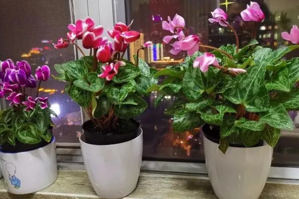 仙鹤来夏季会不会休眠，气温持续高于35℃且日照强烈时进入休眠状态