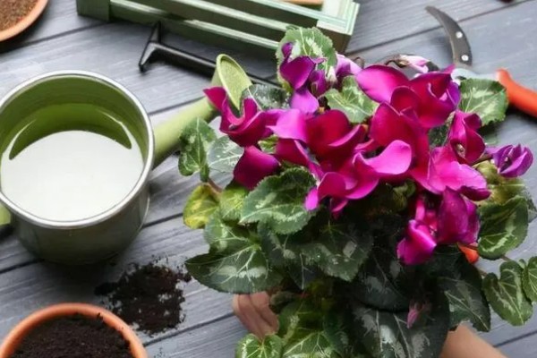 仙鹤来夏季会不会休眠，气温持续高于35℃且日照强烈时进入休眠状态