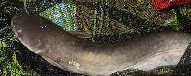 垂钓胡子鲶鱼适合用什么饵料，鸡肝、鸭肠、蚯蚓等鱼饵均可选择