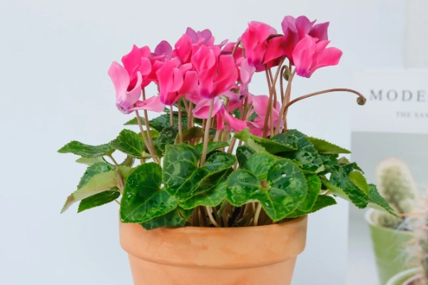 仙鹤来夏季会不会休眠，气温持续高于35℃且日照强烈时进入休眠状态