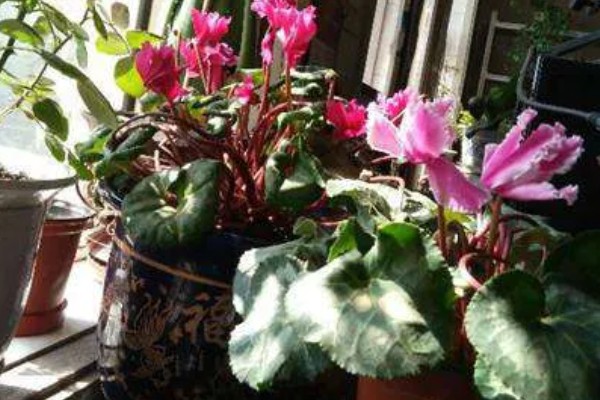 仙鹤来夏季会不会休眠，气温持续高于35℃且日照强烈时进入休眠状态