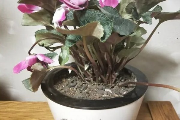 仙鹤来夏季会不会休眠，气温持续高于35℃且日照强烈时进入休眠状态