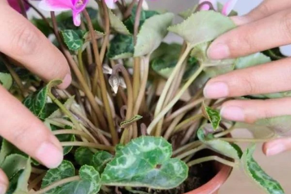 仙鹤来夏季会不会休眠，气温持续高于35℃且日照强烈时进入休眠状态