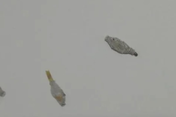 床上为什么有衣蛾幼虫，可能是外出不小心把虫卵带回到床上