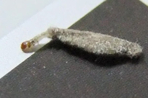 床上为什么有衣蛾幼虫，可能是外出不小心把虫卵带回到床上