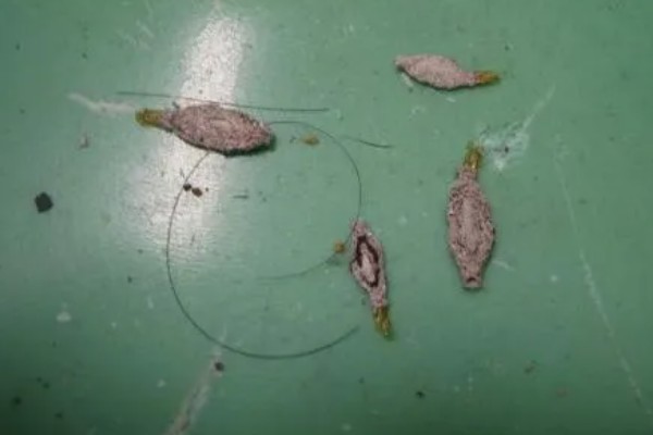 床上为什么有衣蛾幼虫，可能是外出不小心把虫卵带回到床上