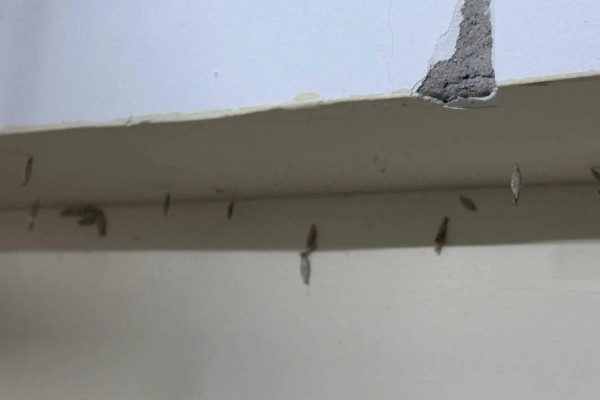 床上为什么有衣蛾幼虫，可能是外出不小心把虫卵带回到床上