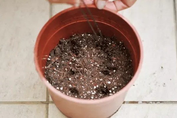 鸢尾花种子在几月份播种，春季和秋季均可播种