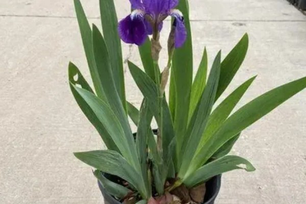 鸢尾花种子在几月份播种，春季和秋季均可播种