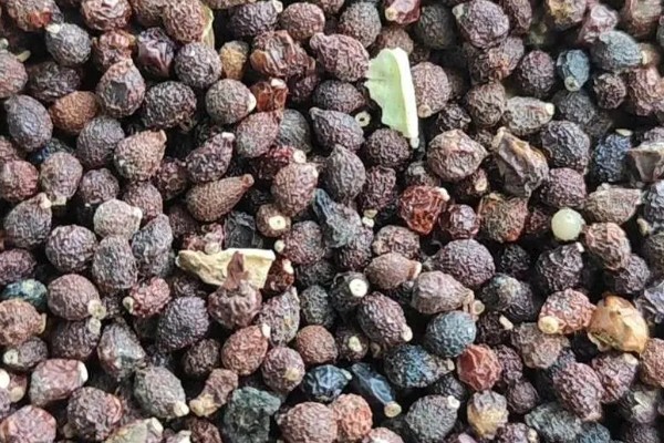 鸢尾花种子在几月份播种，春季和秋季均可播种