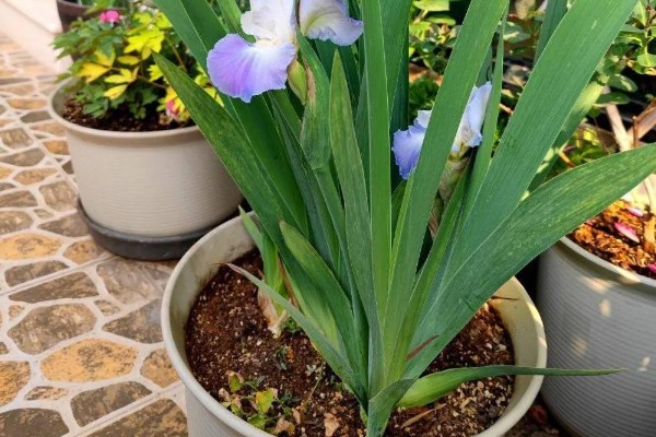 鸢尾花种子在几月份播种，春季和秋季均可播种