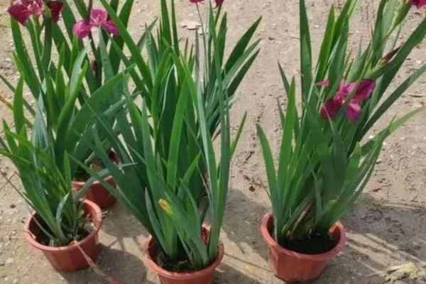 鸢尾花种子在几月份播种，春季和秋季均可播种