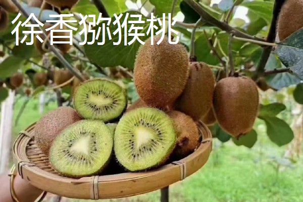 猕猴桃有什么好品种，以下四个品种值得选择